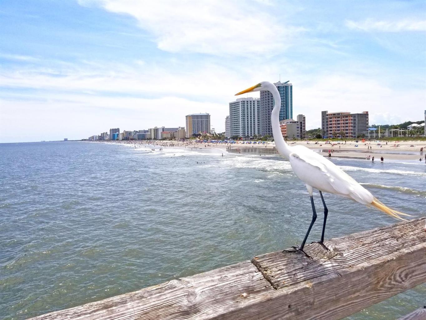 Апартаменты New Modern, Direct Oceanfront, Boardwalk, Views! Миртл-Бич Экстерьер фото